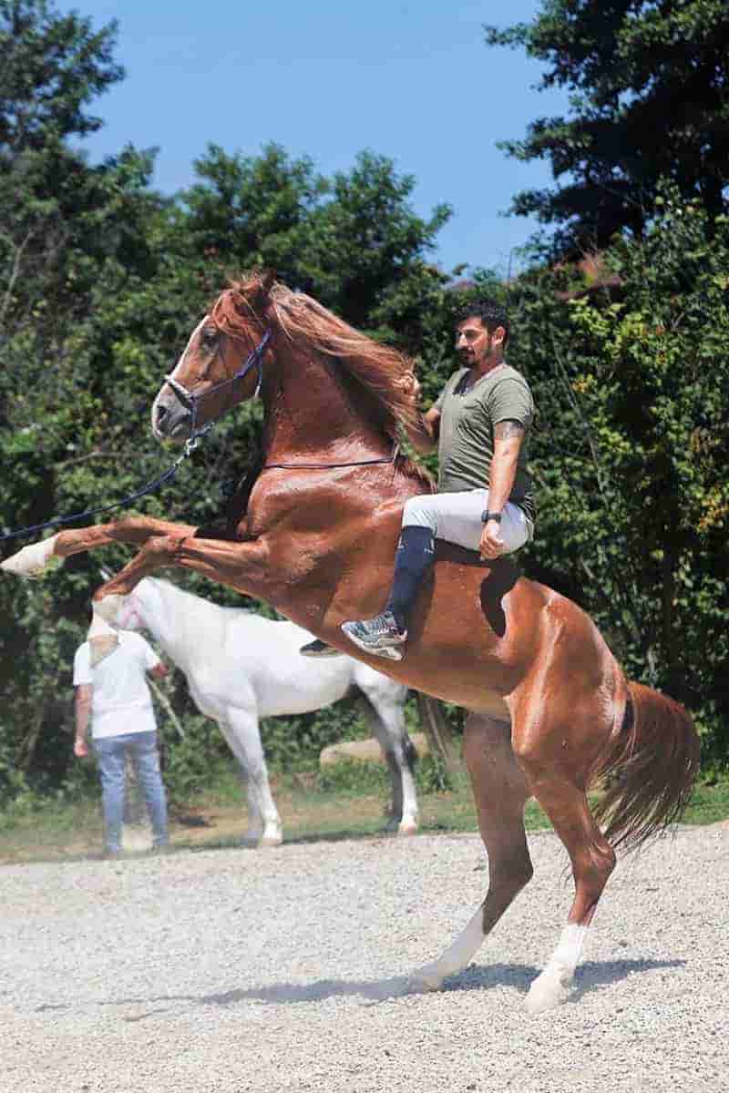 Beykoz Binicilik - At Eğitimi